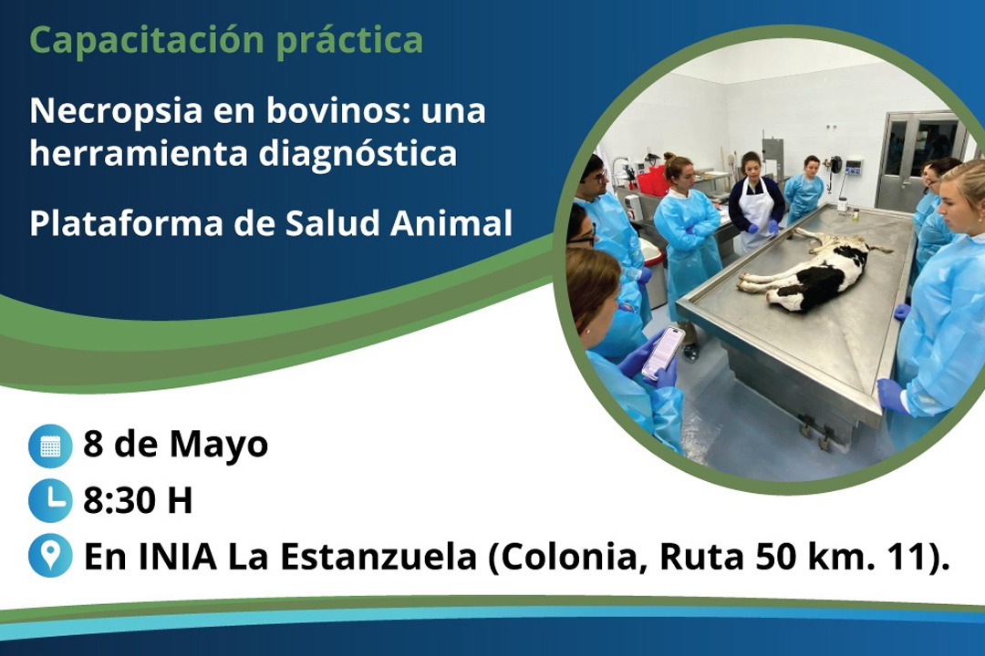 Capacitación práctica: necropsia en bovinos: una herramienta diagnóstica