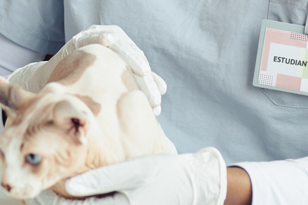 Protocolo de actuación de estudiantes de Veterinaria en Clínicas