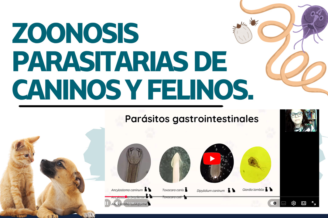 Ya está disponible en nuestro canal la charla "Zoonosis parasitarias de perros y gatos..."