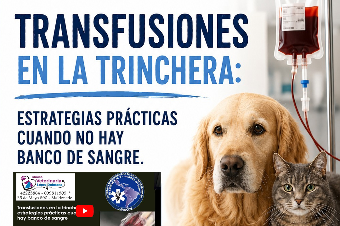 Grabación disponible: Transfusiones en la Trinchera, estrategias prácticas cuando no hay banco de sangre